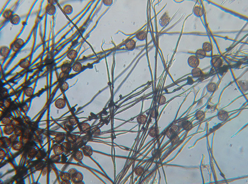 Diderma floriforme ?